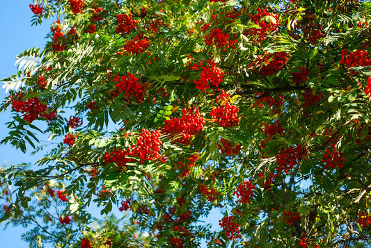 What to do with all those Rowan berries?